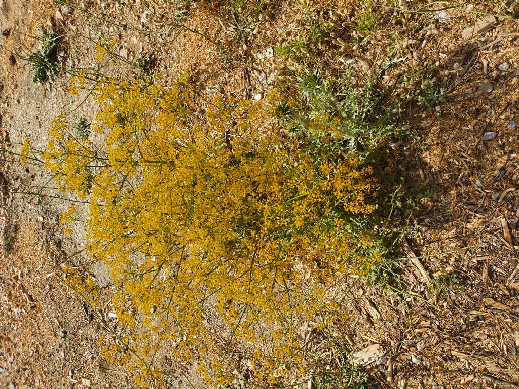 Ferula di Grecia da Identificare